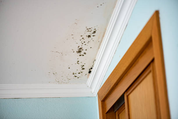 Best Crawl Space Mold Removal  in Lake Linden, MI