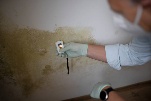 Best Mold Remediation  in Lake Linden, MI