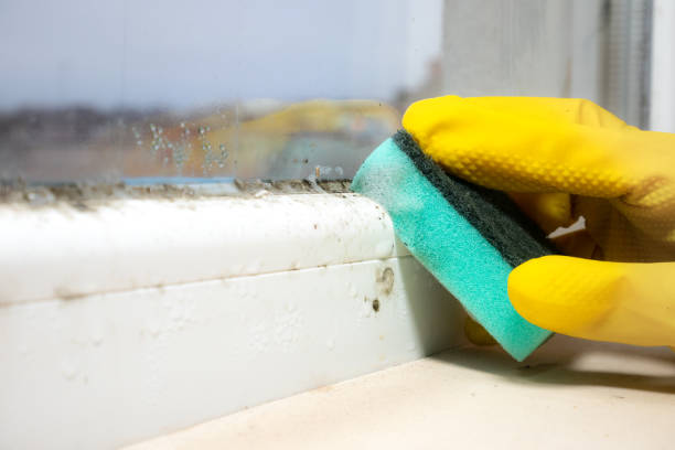 Certified Mold Removal in Lake Linden, MI