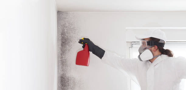 Best Toxic Mold Removal  in Lake Linden, MI