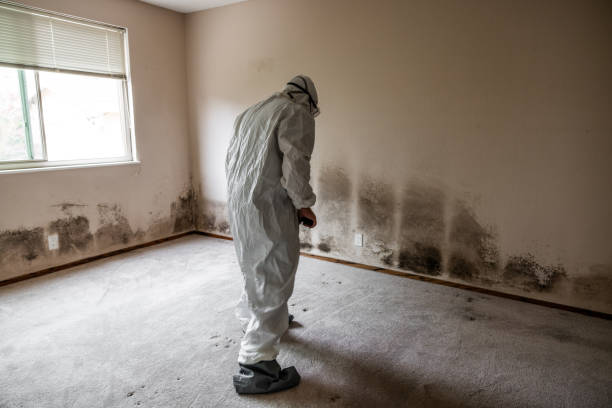 Best Mold Removal Process  in Lake Linden, MI
