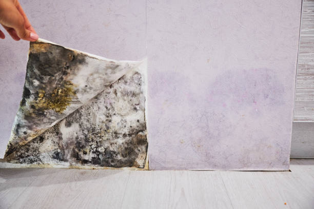 Best Residential Mold Removal  in Lake Linden, MI